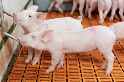 Two Piglets Drinking