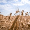 Ukraine Wheat Field