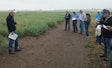 Mike Stamm, Kansas State University canola breeder, left, talks about canola traits at a test plot at the university's South Central Experiment Field near Hutchinson, Kansas.