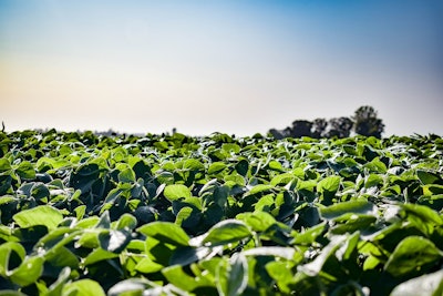 Sunny Soybean Field Growing