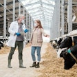 Biosecurity Workers Dairy Cows
