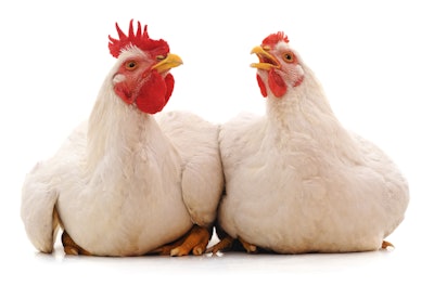 Broilers Two White Background