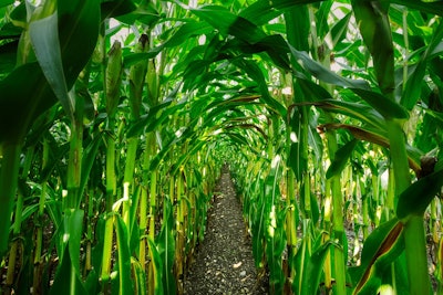 Corn Growing In Row