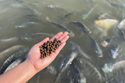 Fish Feed