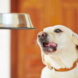Labrador Getting Fed