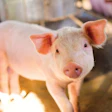 Pig Swine