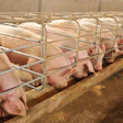 Pigs In Pens Eating