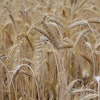 Ripe Wheat Field