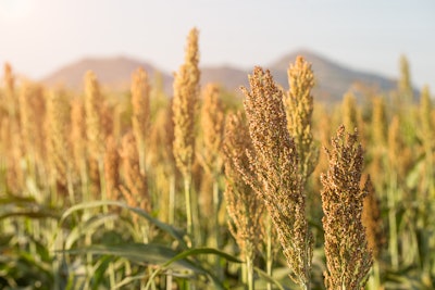 Sorghum