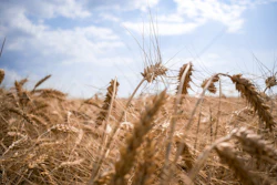 Ukraine Wheat Field