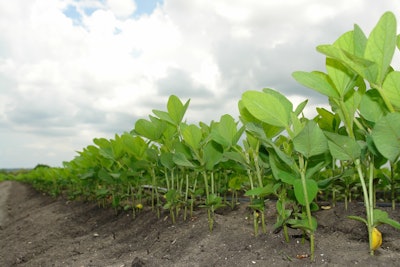 Young Soybeans In Field