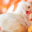 Broiler Big Dutchman