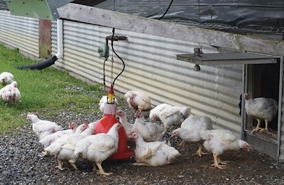 Perdue Chickens