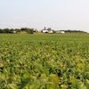 RrlSebean带农场背景