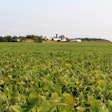 Rrl Soybean Field With Farm Background
