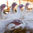 Turkey Flock