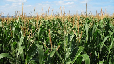 Corn Field Green Growing