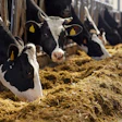 Dairy Cattle