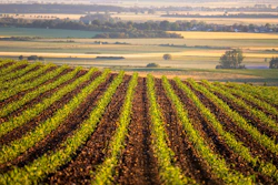 Field Corn Growing