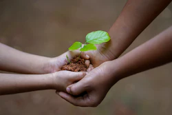 Hands Tree Sapling