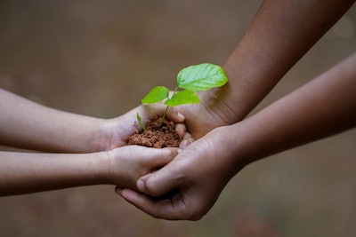 Hands Tree Sapling