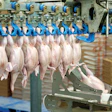 Raw Chicken Processing
