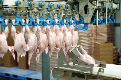 Raw Chicken Processing