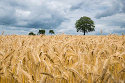 Ripe Wheat Before Harvest