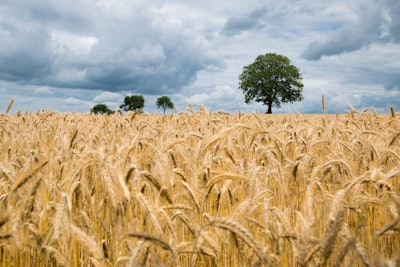 Ripe Wheat Before Harvest