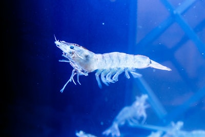 Shrimp Swimming