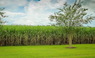 Sugarcane 439880 1280