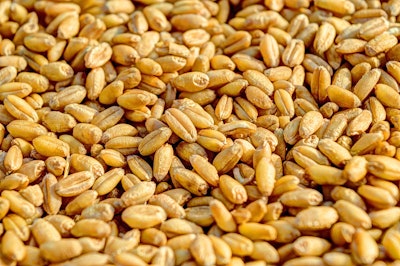 Wheat Seeds Pile