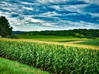 Wisconsin Corn Feild