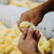 Reducing handling can be beneficial for bird welfare.