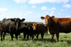 Angus Beef Cattle
