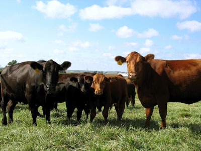 Angus Beef Cattle