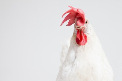 chicken-on-white-background