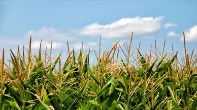 Corn Feild In Sun Pixabay