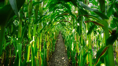 Corn Growing In Row