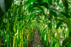 Corn Growing In Row
