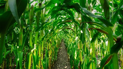 Corn Growing In Row