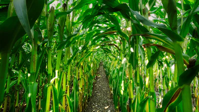 Corn Growing In Row