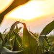 Corn Leafs In Sun