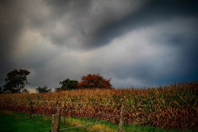 Corn Storm At Harvest