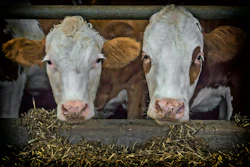 Cows Beef Fence Feed Pixabay