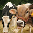 Dairy Cows Eating Hay