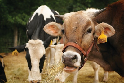 Dairy Cows Eating Hay