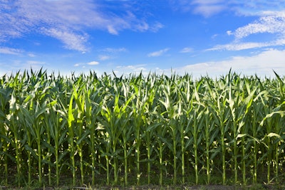 Profile View Corn Crop