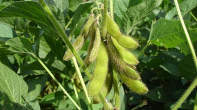 Soy Beans On Plant