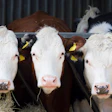 Three Cows Faces
